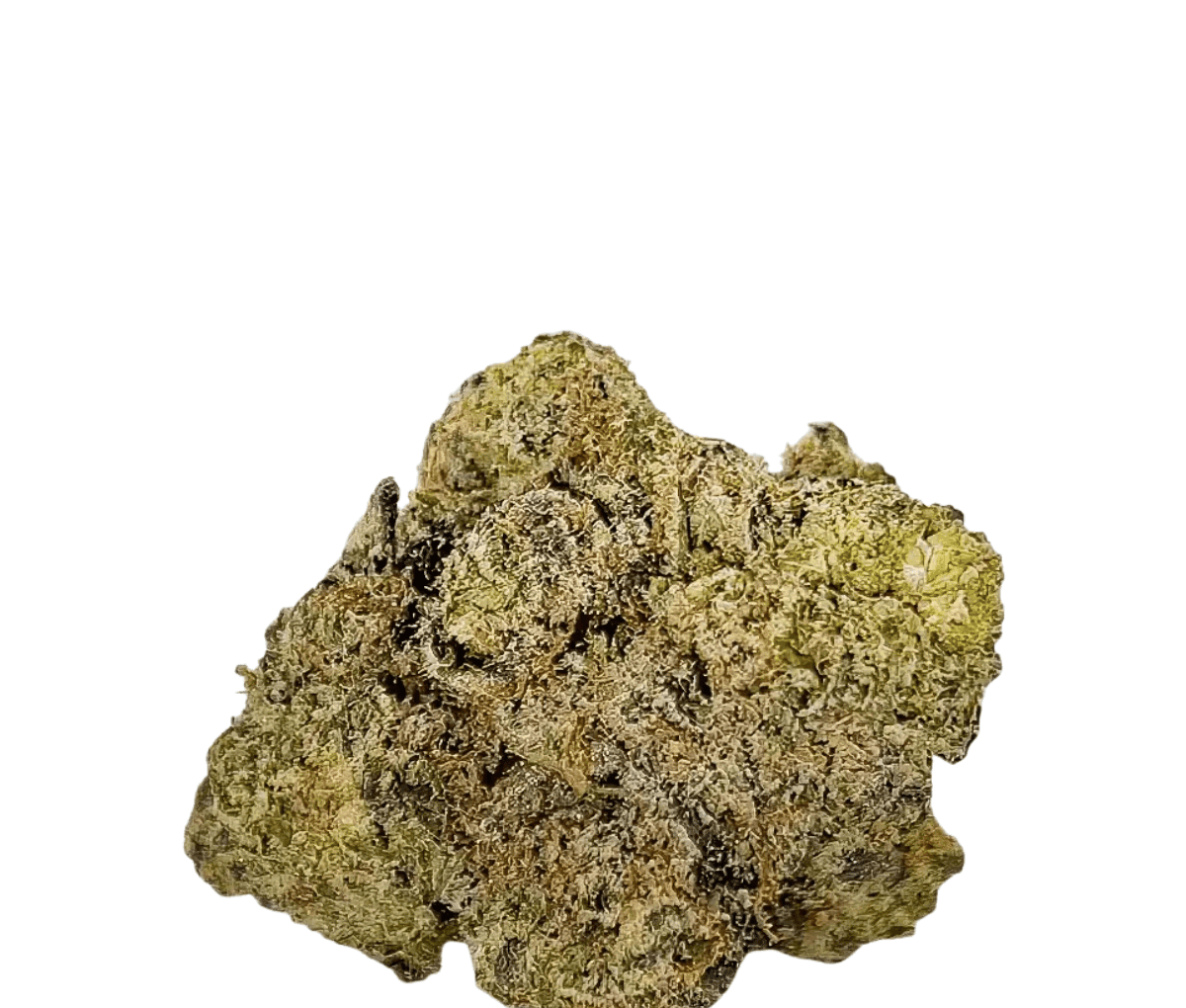 Barongo 28/1 DR - El Jefe Barongo 28/1 DR - El Jefe