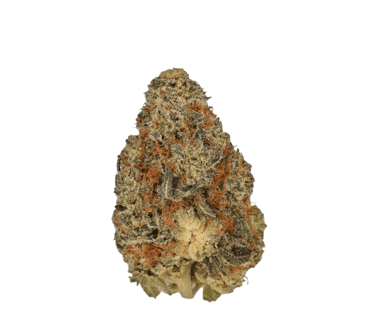 Nimbus easy 22/1 - Jet Fuel Apricot Nimbus easy 22/1 - Jet Fuel Apricot