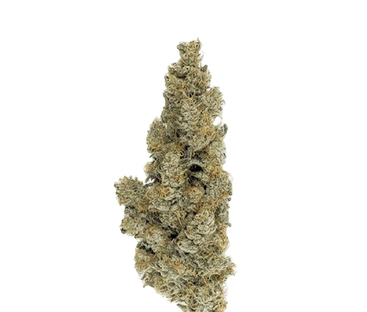 420 Evolution 30/1 CA ICC - Ice Cream Cake x Kushmints