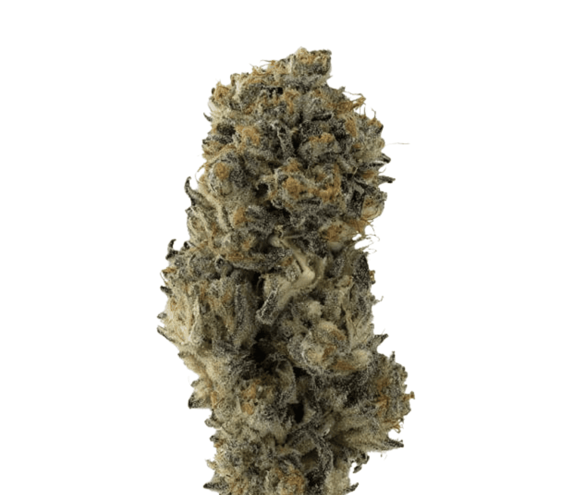 DrWatson 26 TMC AUS - Top Mints Cake DrWatson 26 TMC AUS - Top Mints Cake