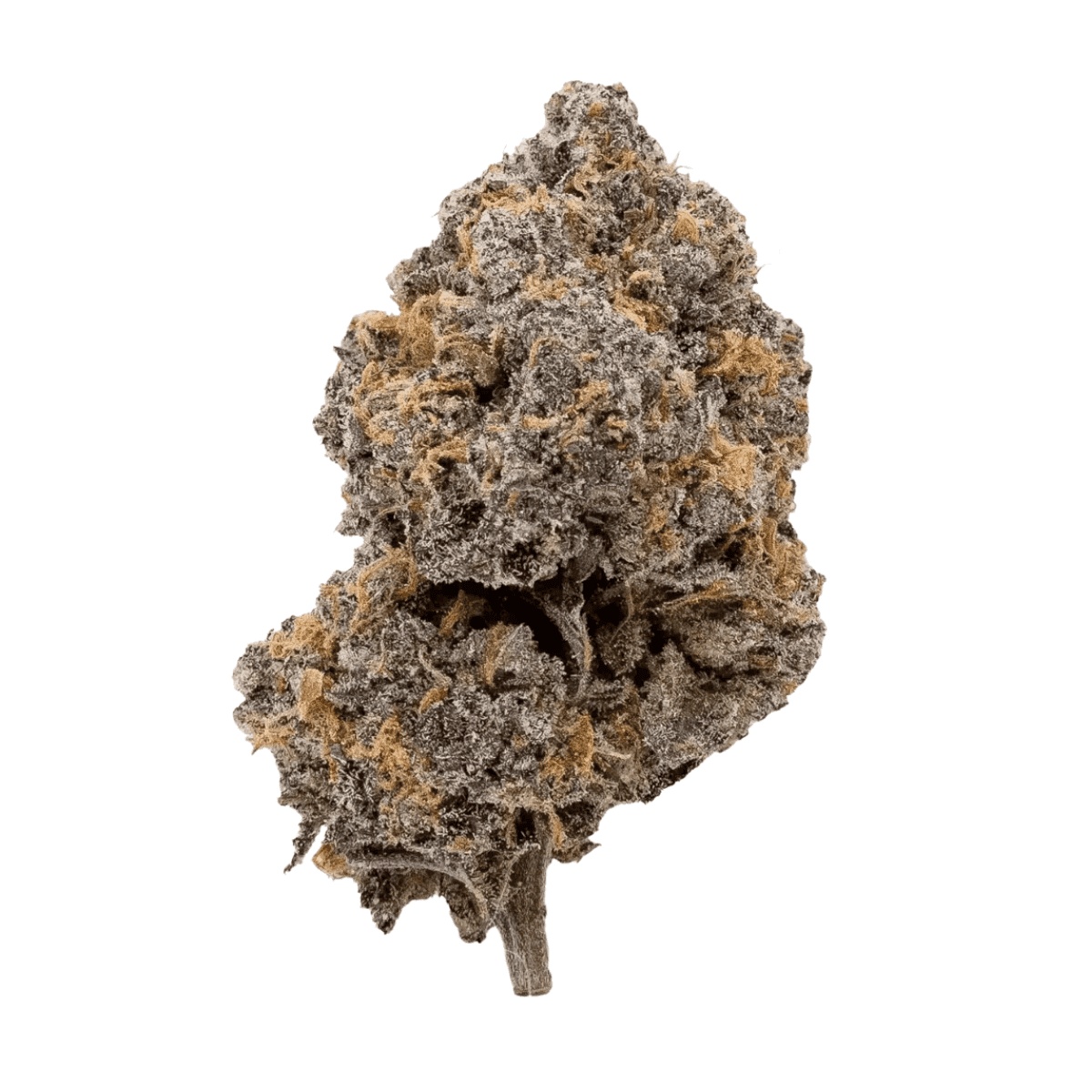 DrWatson 19 Day DF AUS Da Funk