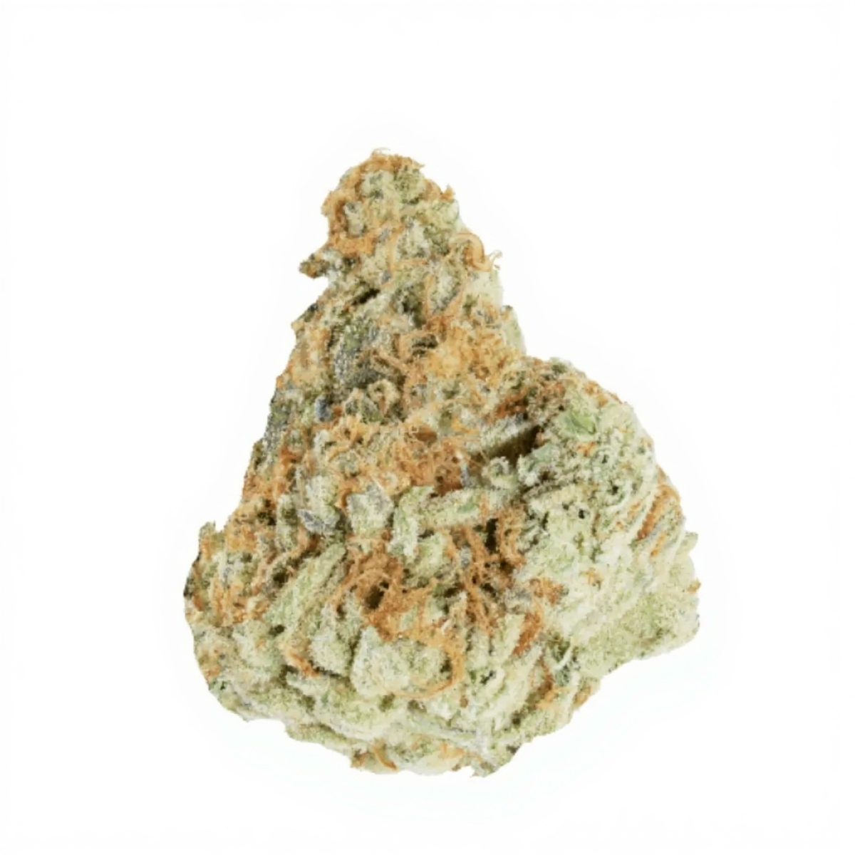 NICE 29/1 MOS - Morning Sun NICE 29/1 MOS - Morning Sun