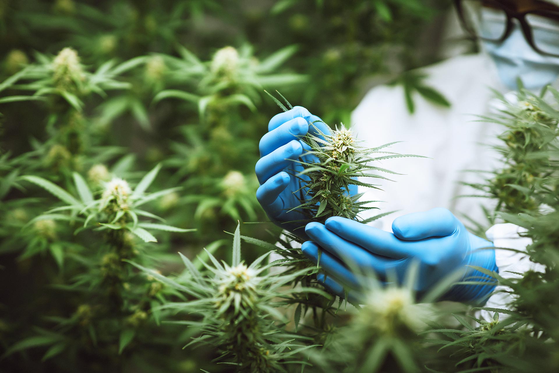 Bild im Zusammenhang mit 'unsere cannabis sorten'