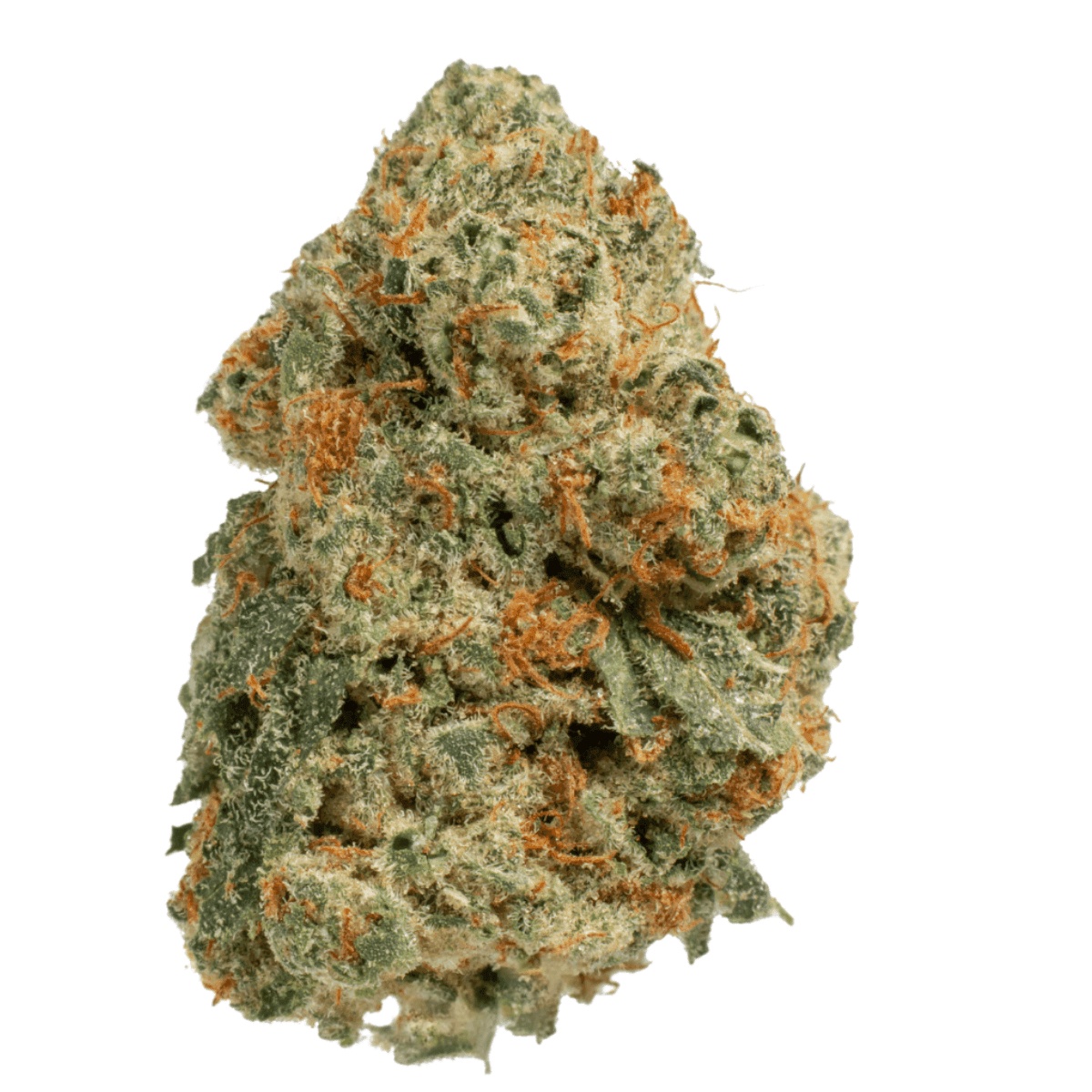 Medical Saints 24/1 GGL Green Glow Medical Saints 24/1 GGL Green Glow