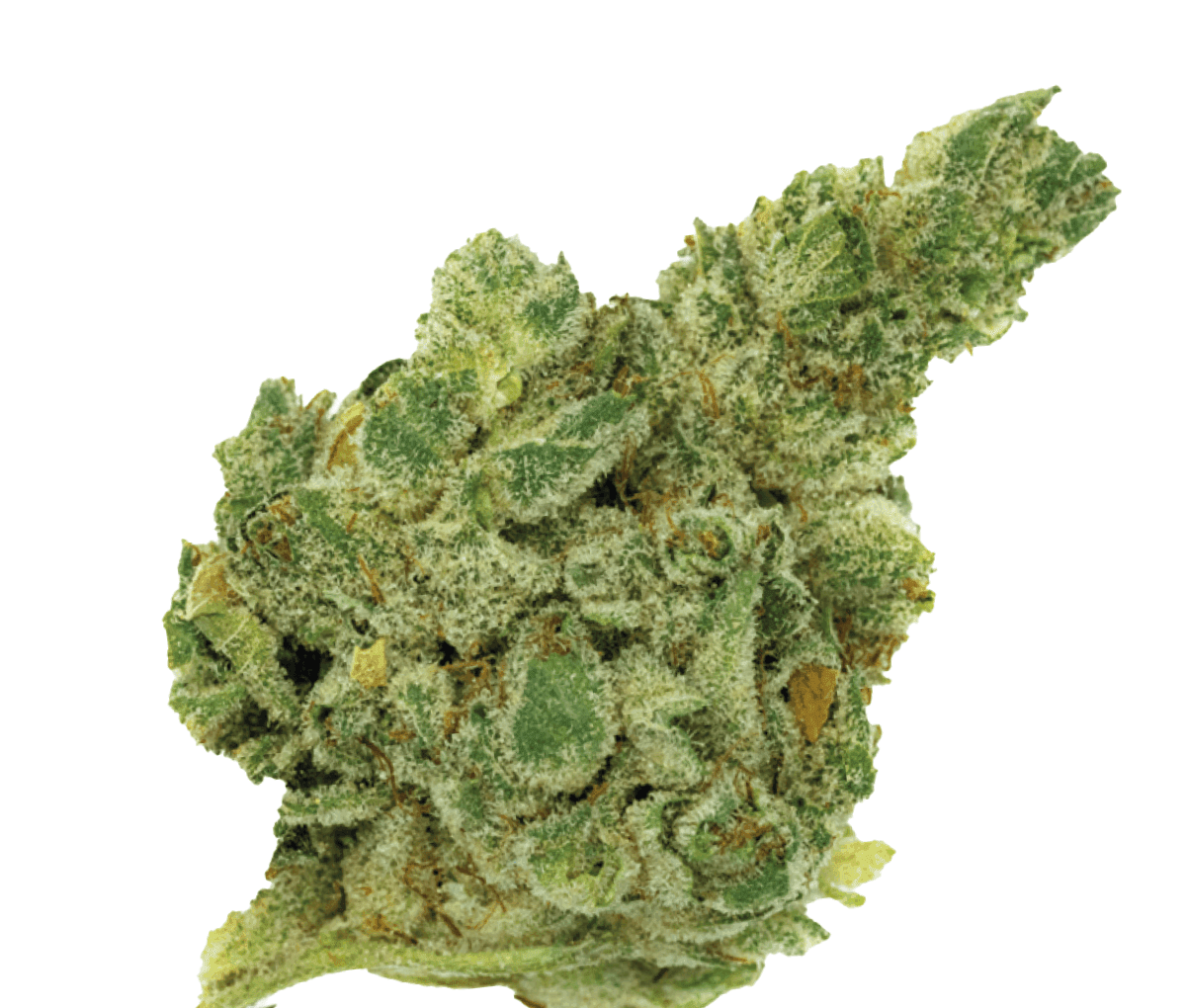 420 Natural 22/1 GG4 - Gorilla Glue 420 Natural 22/1 GG4 - Gorilla Glue