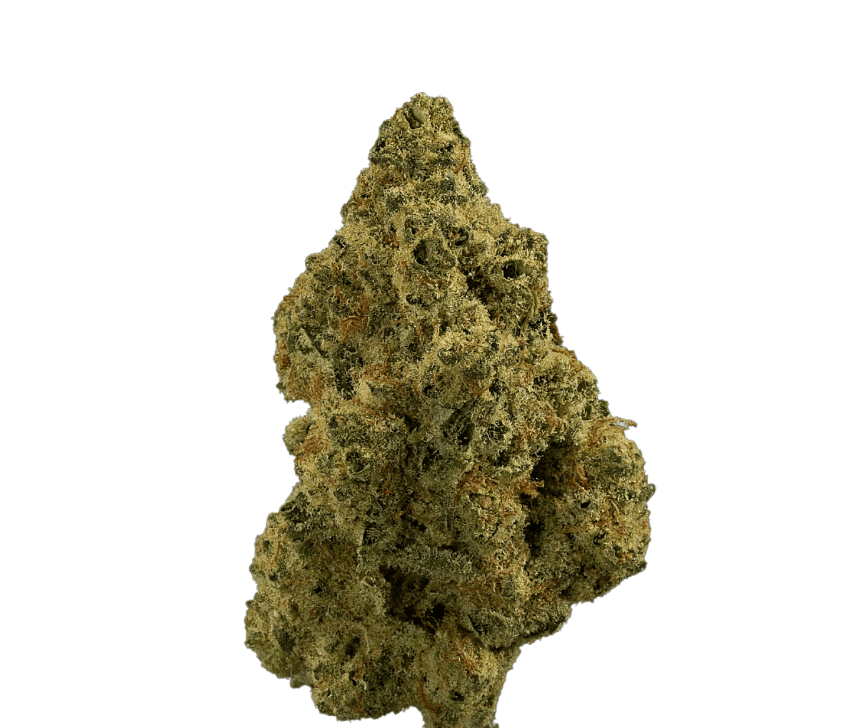 madrecan 24/1 Granddaddy OG madrecan 24/1 Granddaddy OG