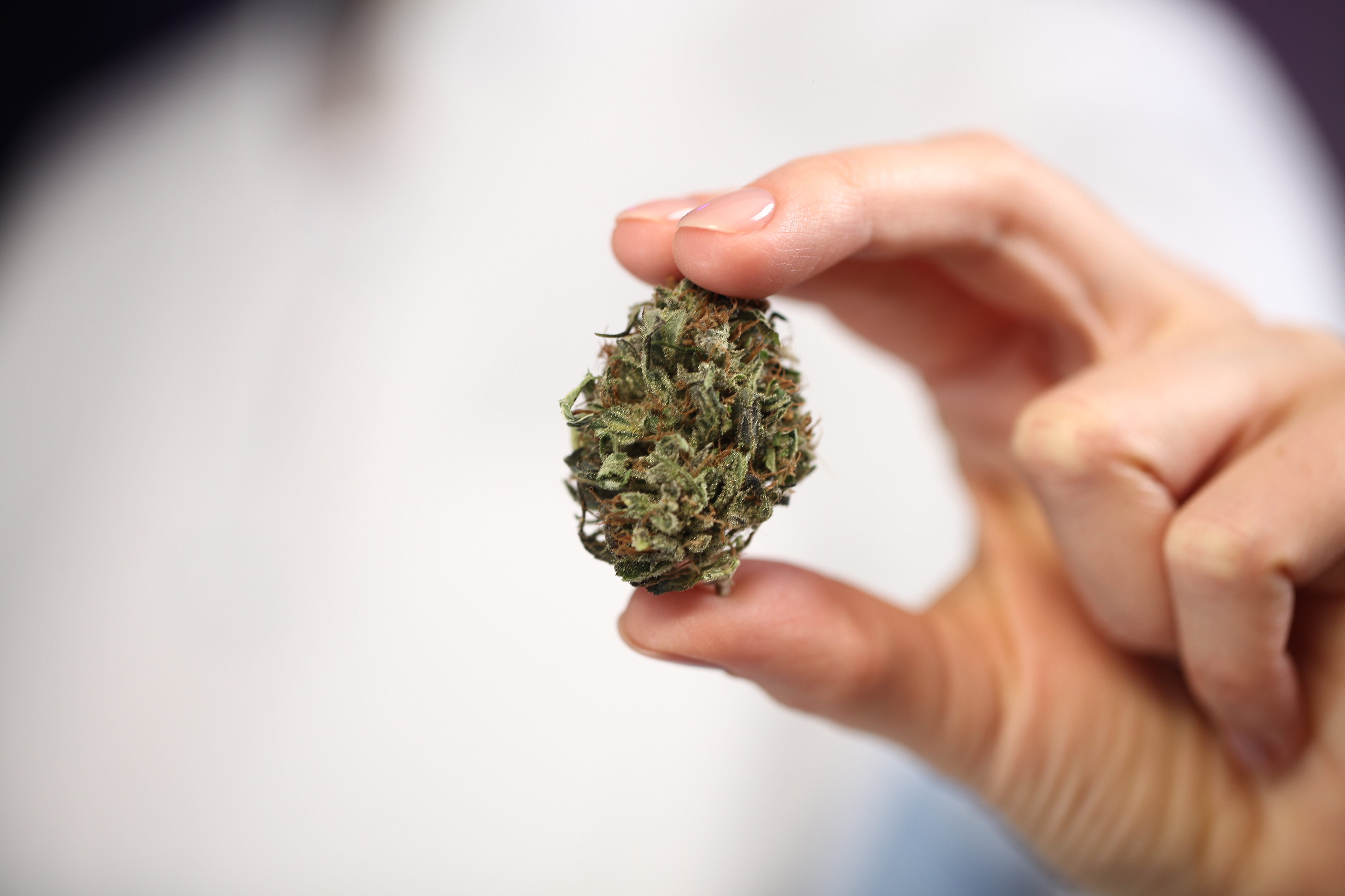 Nahaufnahme einer Cannabisblüte