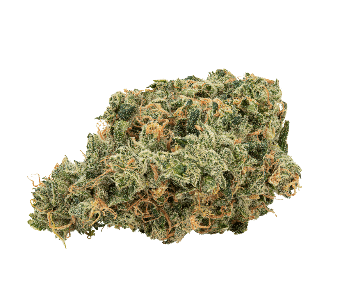 Avaay 31/1 SCG - Super Citra G Avaay 31/1 SCG - Super Citra G