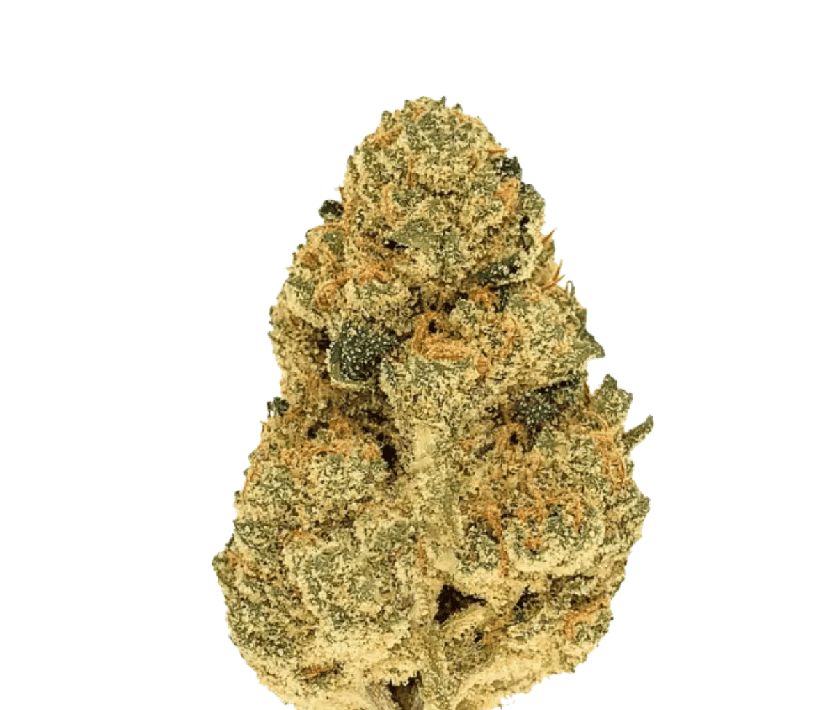 Beacon WP T24 - Blueberry Pancakes