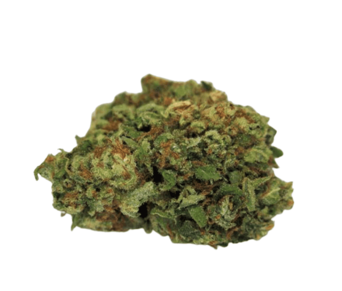 madrecan 24/1 DGV - Dougs Varin madrecan 24/1 DGV - Dougs Varin