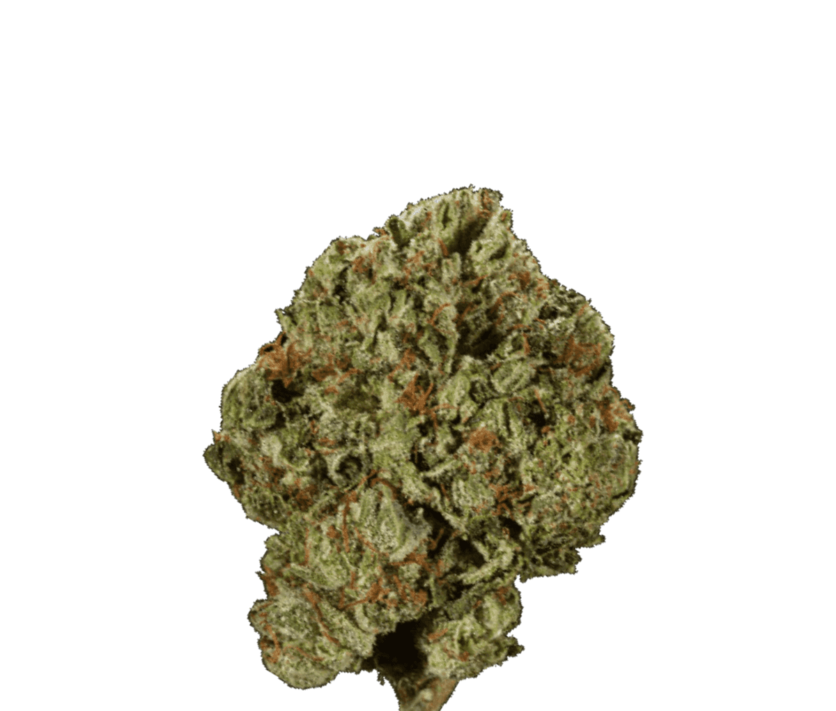 MV RNTZ - Detroit Runtz MV RNTZ - Detroit Runtz