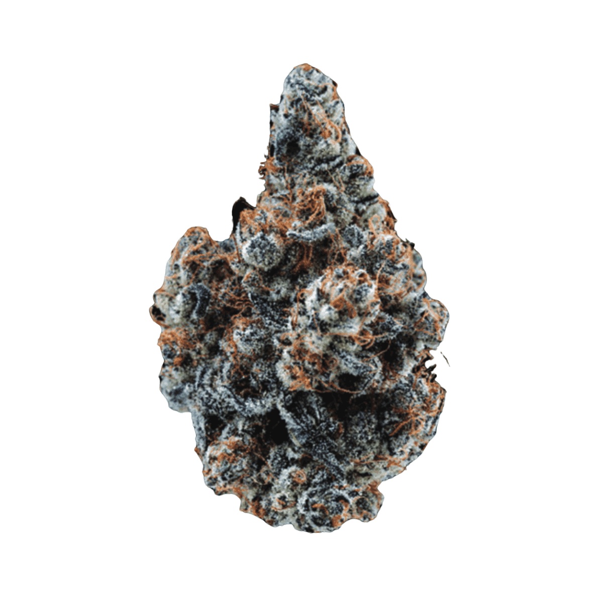 Citizen Labs CR 34/1 - Cali Rain