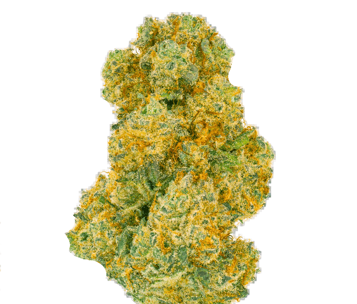 Pedanios 27/1 BLY-CA - Black Jelly