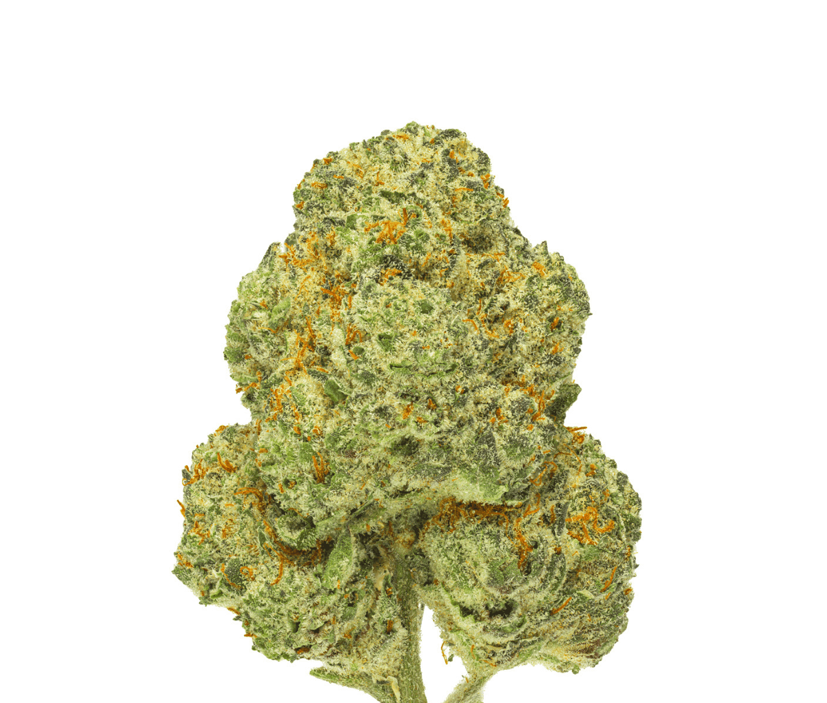 Pedanios 31/1 CMK-CA - Chemango Kush